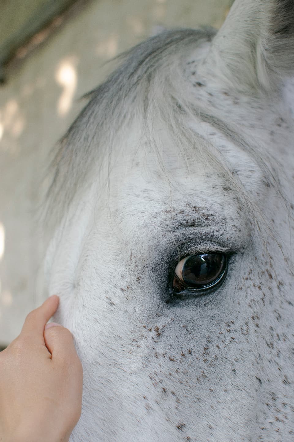 Primo piano di un cavallo bianco accarezzato sul muso
